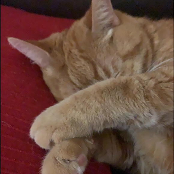 Meet your Posher, Rheza - Picture 1 of 1